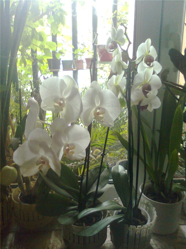 orhidea duo